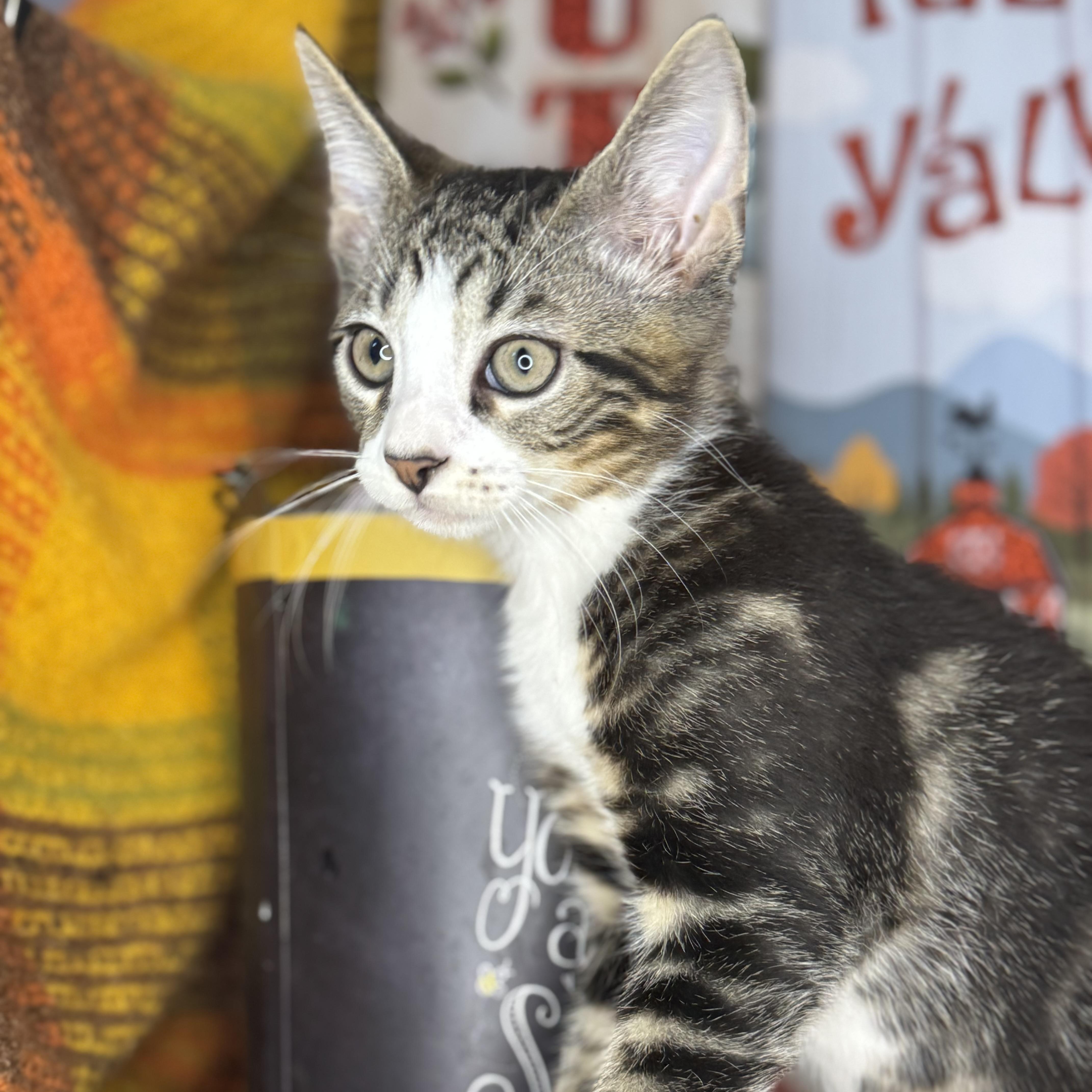 Tom The Turkey thumbnail 4