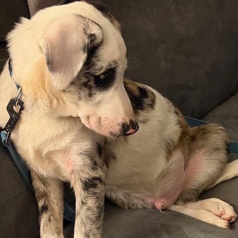 Enlarge Frankie, a Adoptable mixed breed in Kansas City, MO image 3/4