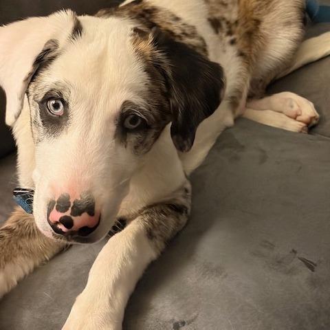 Enlarge Frankie, a Adoptable mixed breed in Kansas City, MO image 4/4