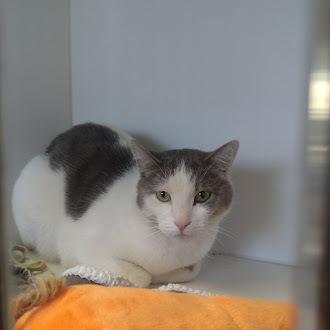 Toyota, Adoptable, Adult Male Domestic Short Hair.
