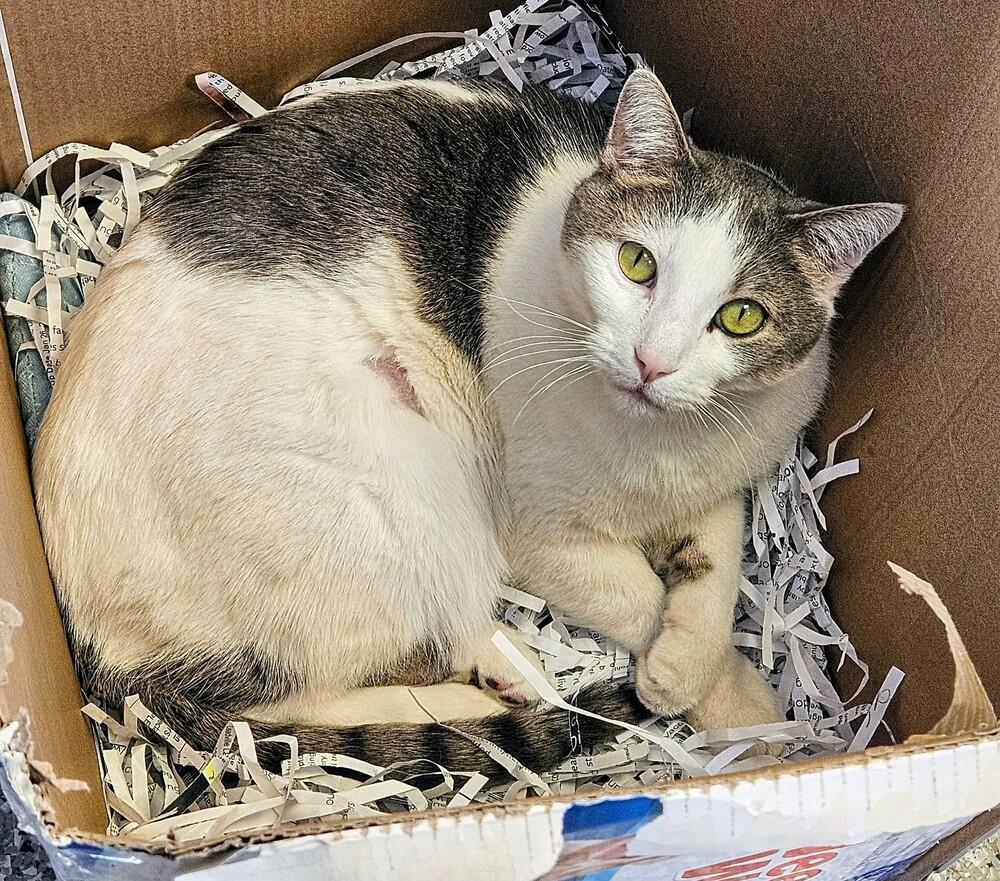 Enlarge Toyota, a Adoptable mixed breed in Leadville, CO image 1/6
