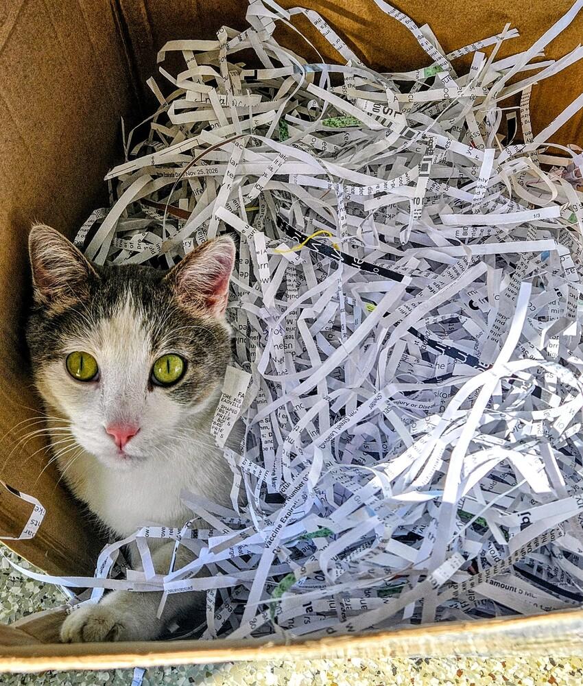 Enlarge Toyota, a Adoptable mixed breed in Leadville, CO image 2/6