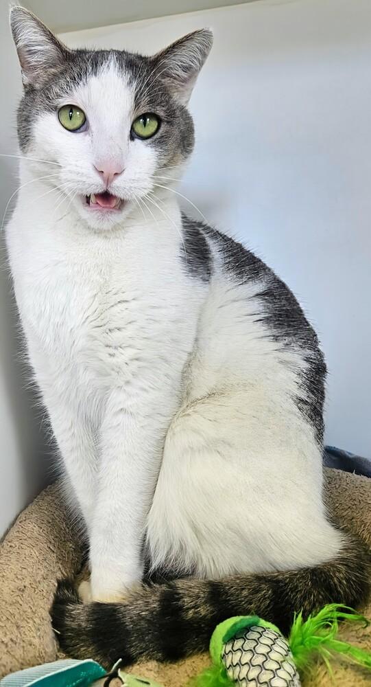 Toyota, Adoptable, Adult Male Domestic Short Hair.