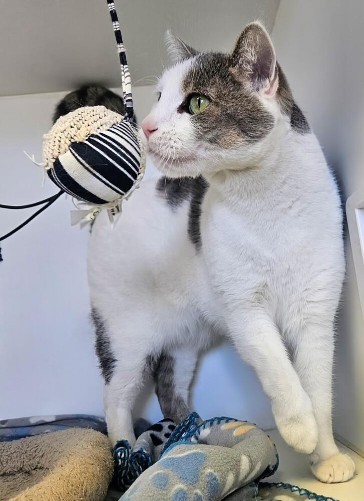 Enlarge Toyota, a Adoptable Domestic Short Hair in Leadville, CO image 2/5