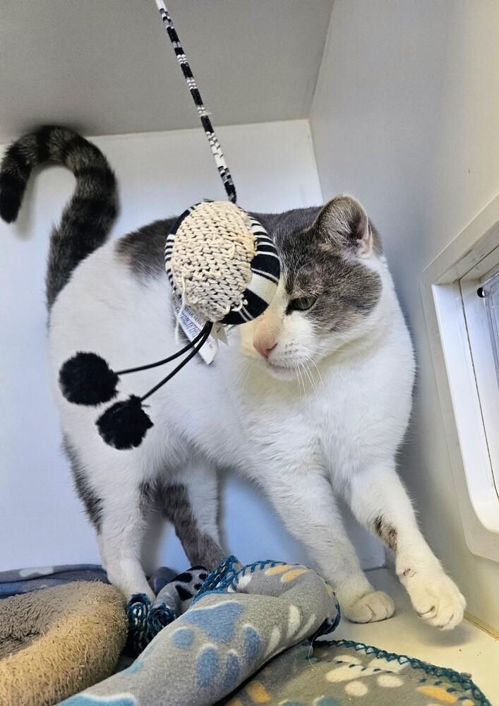 Enlarge Toyota, a Adoptable Domestic Short Hair in Leadville, CO image 3/5