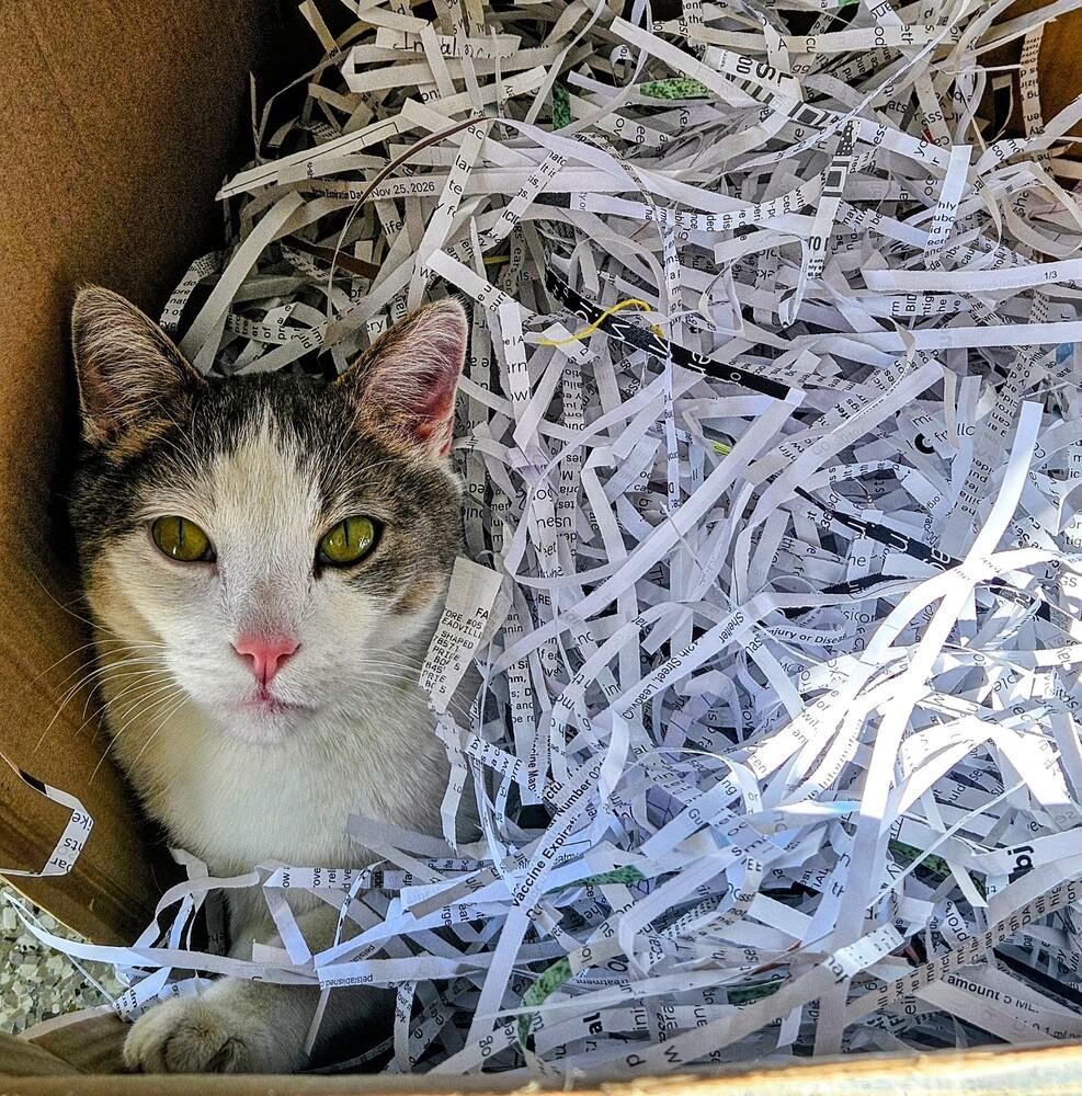 Enlarge Toyota, a Adoptable mixed breed in Leadville, CO image 4/6
