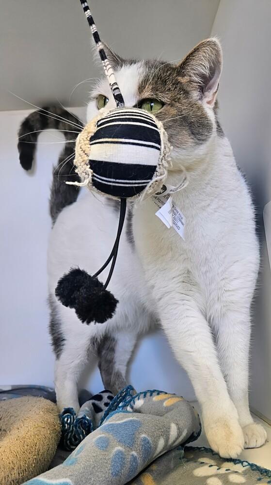 Enlarge Toyota, a Adoptable Domestic Short Hair in Leadville, CO image 4/5