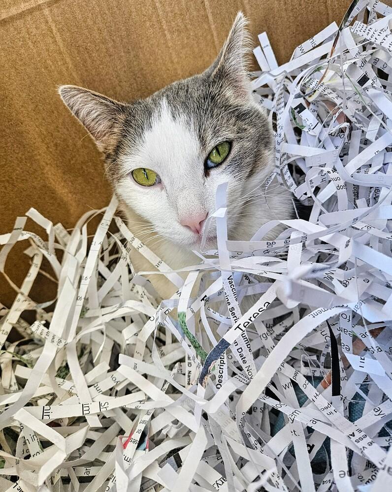 Enlarge Toyota, a Adoptable mixed breed in Leadville, CO image 5/6