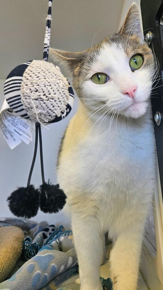 Enlarge Toyota, a Adoptable Domestic Short Hair in Leadville, CO image 5/5