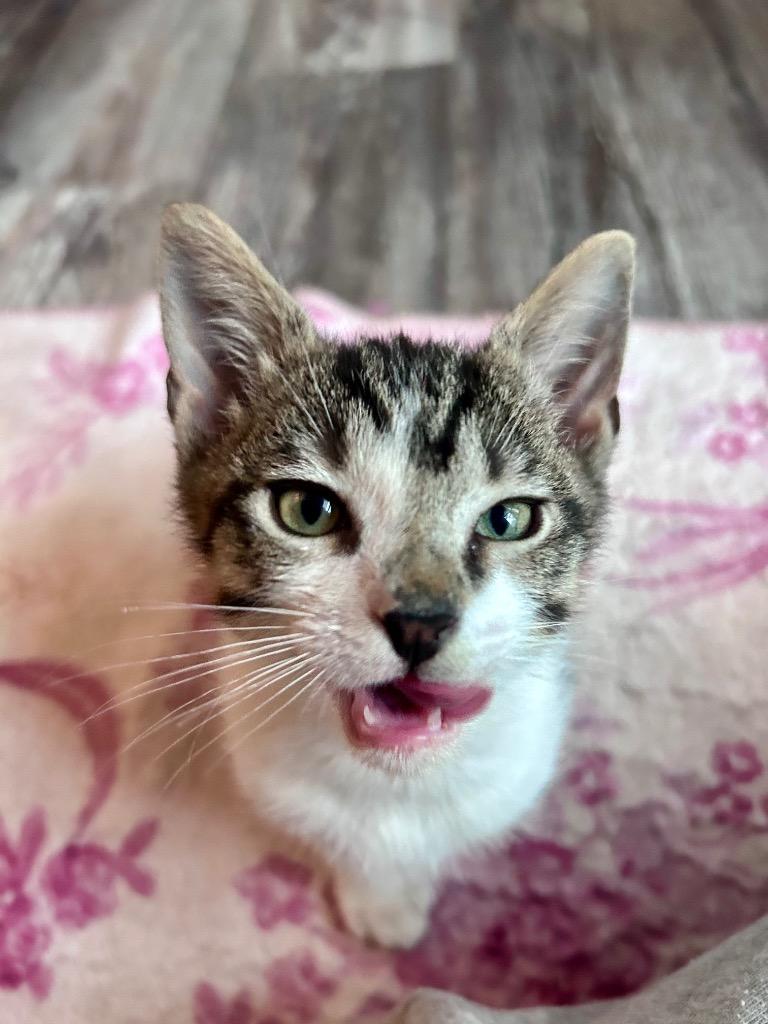 Kevin, Adoptable, Kitten Male Domestic Short Hair.