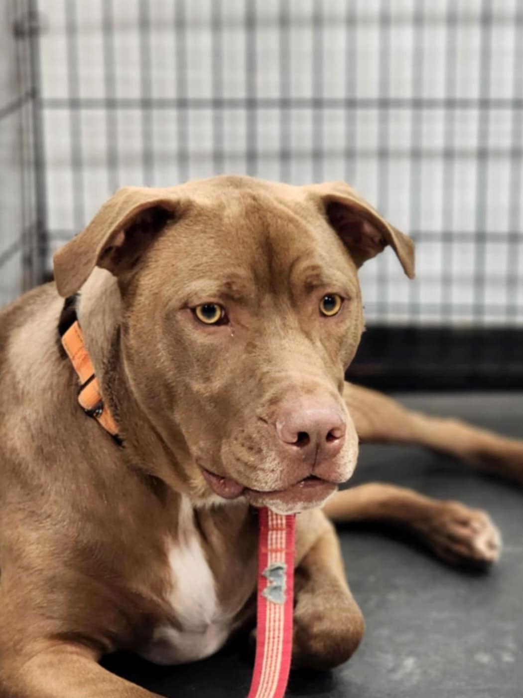 Phil, a Adoptable Pit Bull Terrier in Newport, KY image 1/3