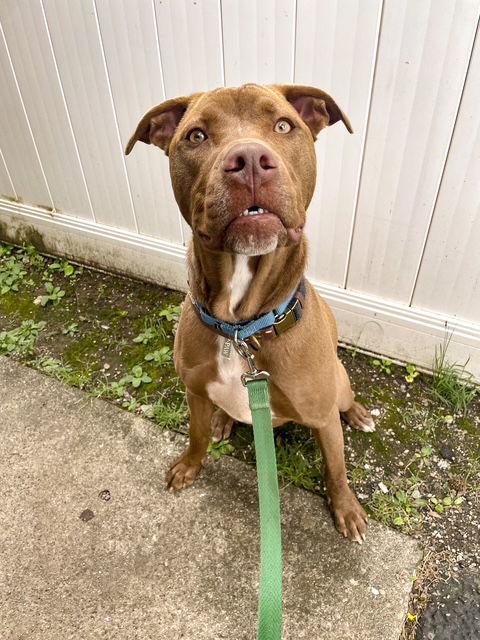 Phil, a Adoptable Pit Bull Terrier in Newport, KY image 2/3