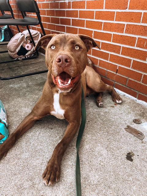 Phil, a Adoptable Pit Bull Terrier in Newport, KY image 3/3