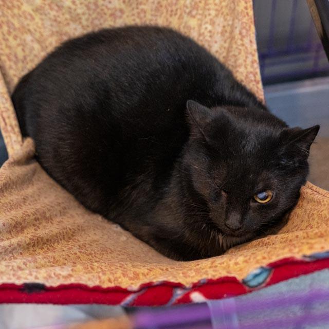 Enlarge Lady, a Adoptable Domestic Short Hair in Lapeer, MI image 2/4