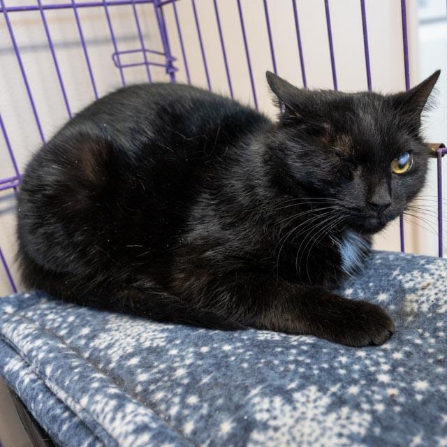 Enlarge Lady, a Adoptable Domestic Short Hair in Lapeer, MI image 4/4