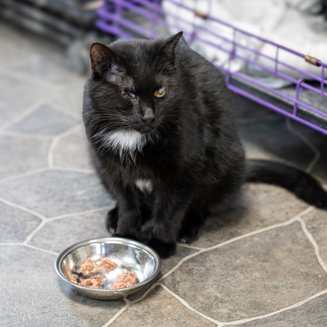 Enlarge Lady, a Adoptable Domestic Short Hair in Lapeer, MI image 3/4