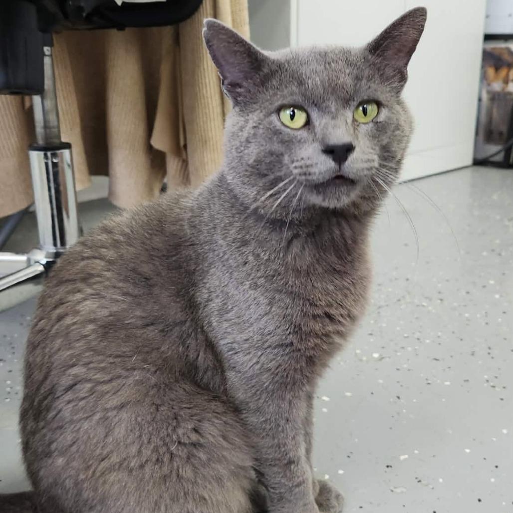 Mitzer Mitzer (Holland Cat Cove), Adoptable, Adult Male Domestic Short Hair.