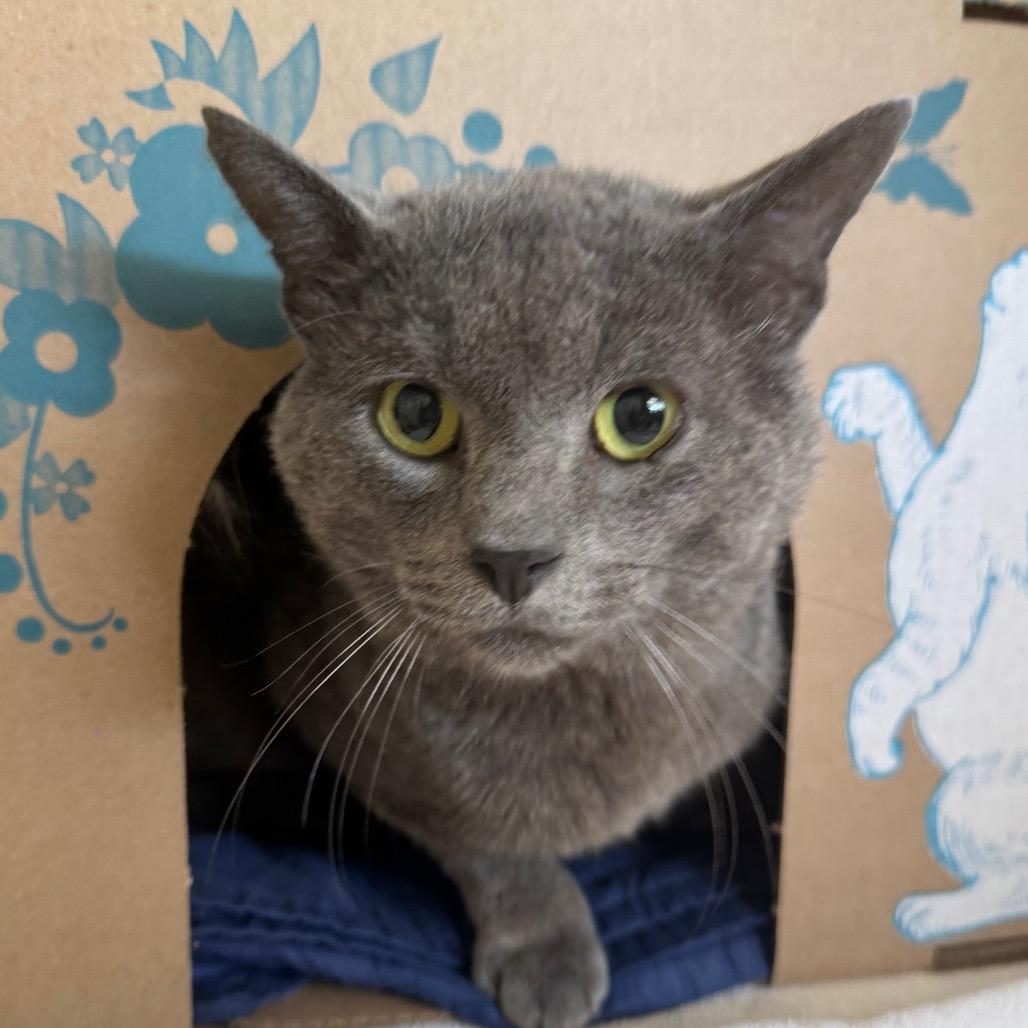 Mitzer Mitzer (Holland Cat Cove), a Adoptable Domestic Short Hair in West Olive, MI image 2/2