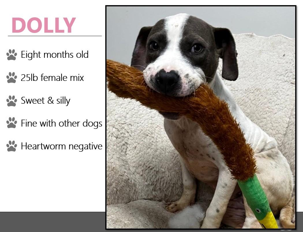 Foster DOLLY!