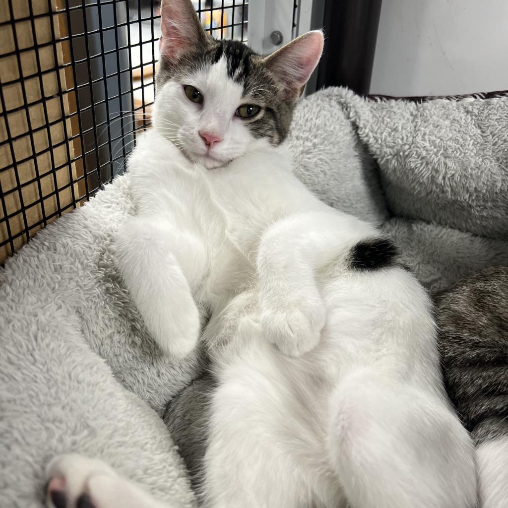 Sylvester, Adoptable, Adult Male Domestic Short Hair.