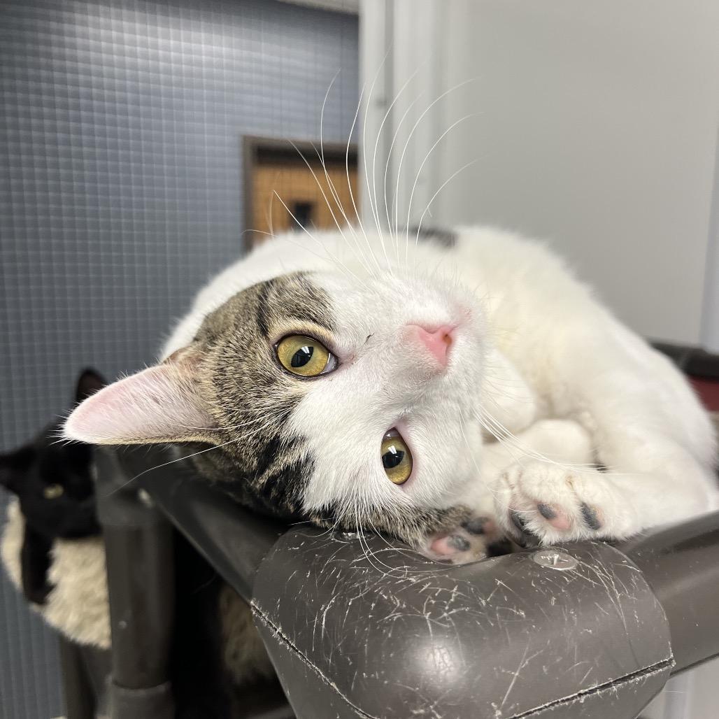 Sylvester, a Adoptable Domestic Short Hair in Carroll, IA image 2/2