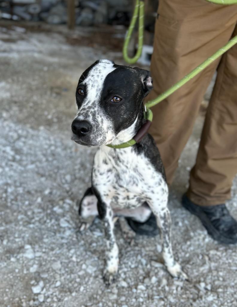 Enlarge Sadie, a ADOPTABLE mixed breed in Manchester, TN image 2/3