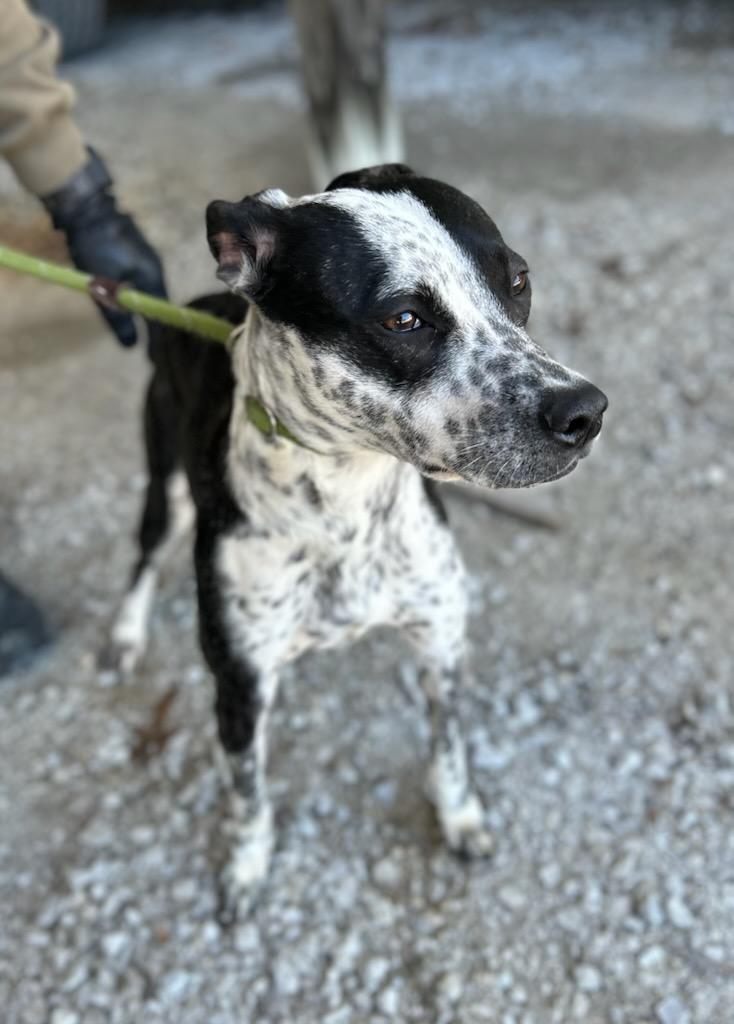 Sadie, ADOPTABLE, Puppy Female Australian Cattle Dog / Blue Heeler.