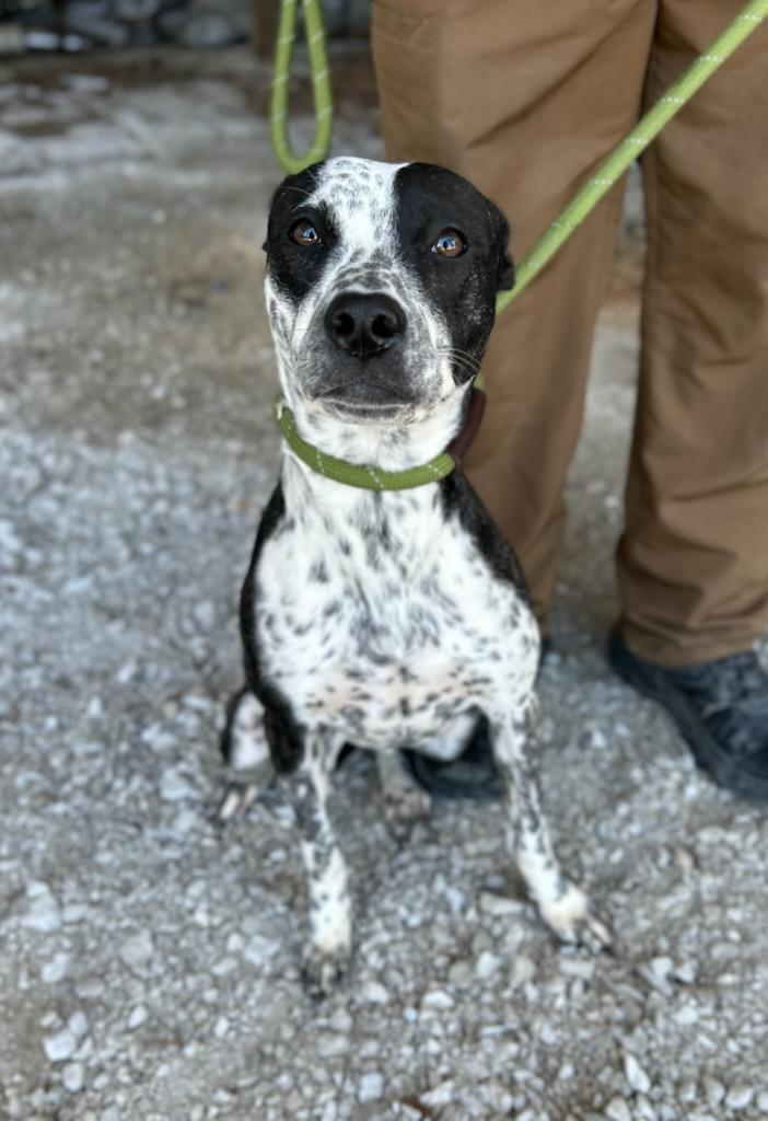 Enlarge Sadie, a ADOPTABLE mixed breed in Manchester, TN image 3/3