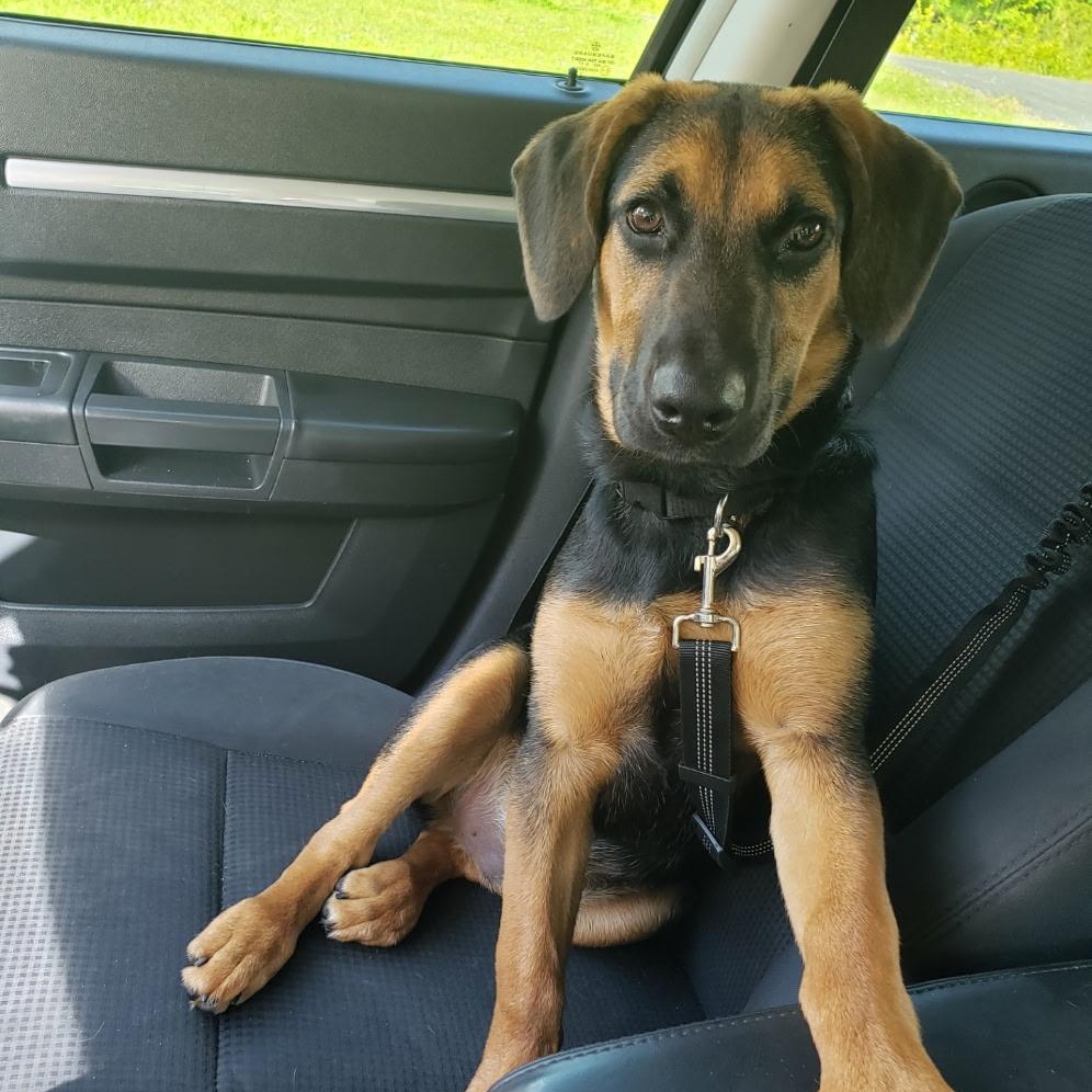 Bandit Hound Dog