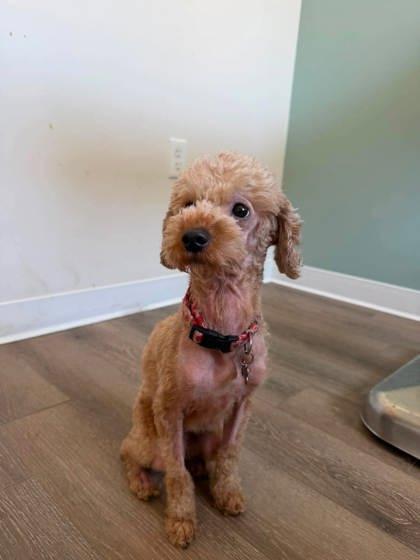 Enlarge Latte, a Adoptable mixed breed in Annapolis, MD image 1/3