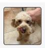 Enlarge Latte, a Adoptable mixed breed in Annapolis, MD image 3/3