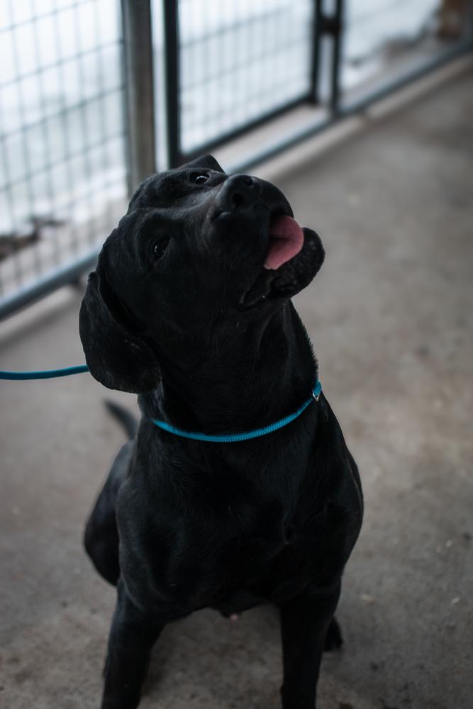 Enlarge Kodi, a Adoptable mixed breed in Frankfort, NY image 1/5