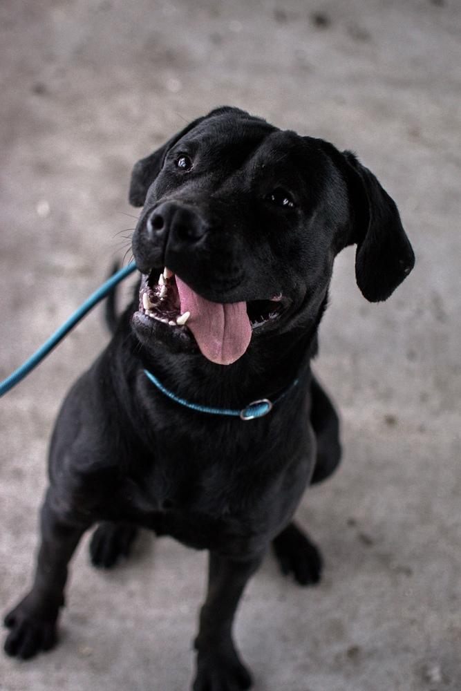 Enlarge Kodi, a Adoptable mixed breed in Frankfort, NY image 2/5