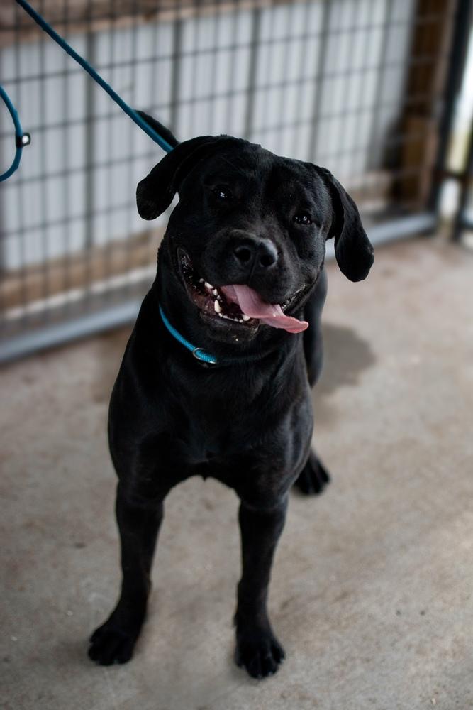 Enlarge Kodi, a Adoptable mixed breed in Frankfort, NY image 3/5