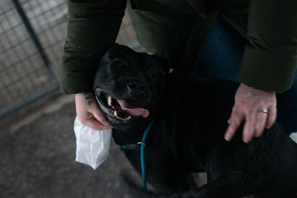 Enlarge Kodi, a Adoptable mixed breed in Frankfort, NY image 4/5