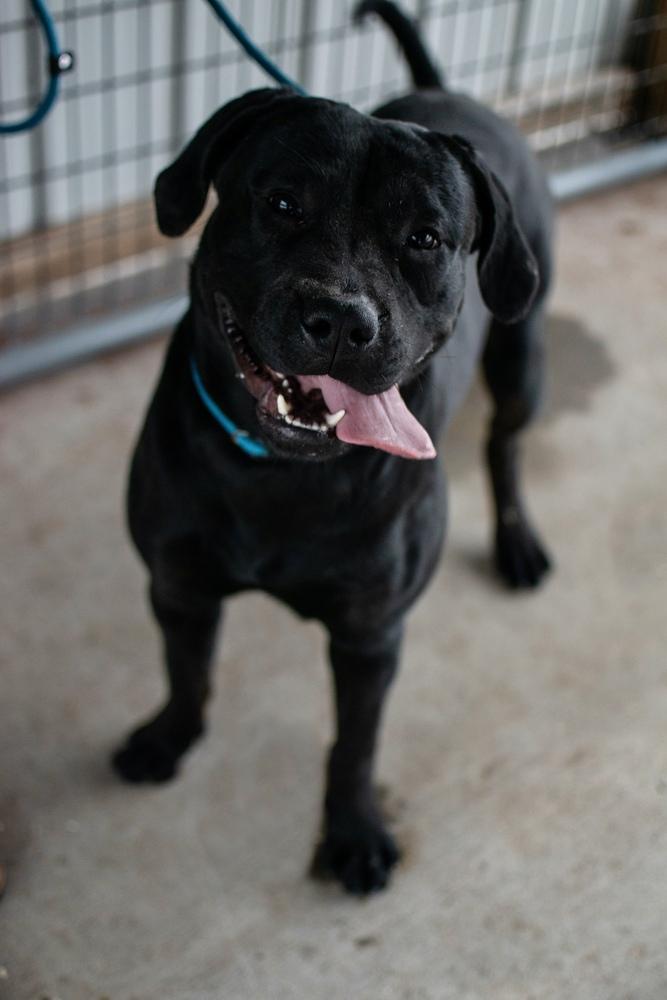 Enlarge Kodi, a Adoptable mixed breed in Frankfort, NY image 5/5