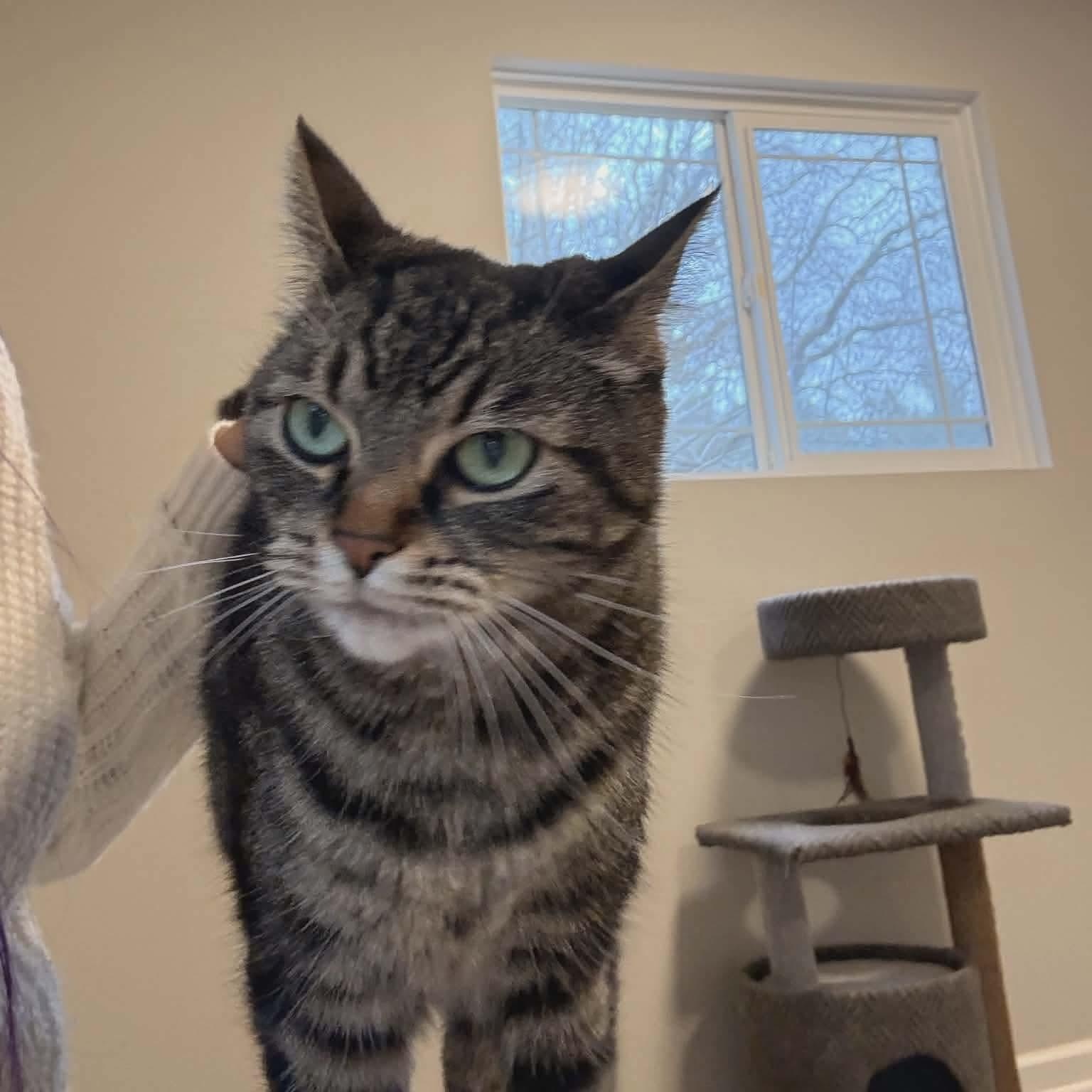 Pibbs - 20% off, a Adoptable mixed breed in Gladstone, OR image 1/6