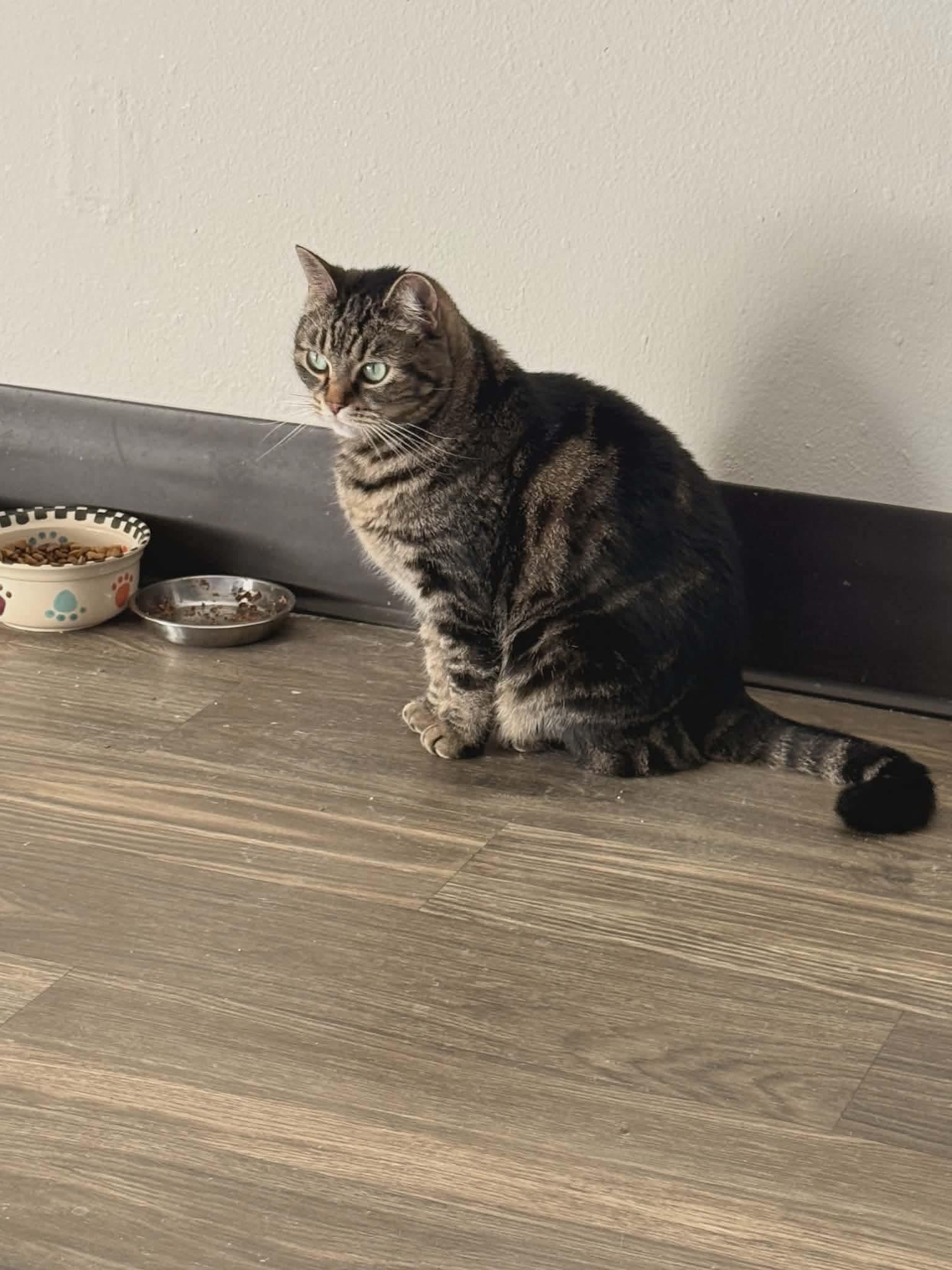 Enlarge Pibbs - 20% off, a Adoptable mixed breed in Gladstone, OR image 5/6