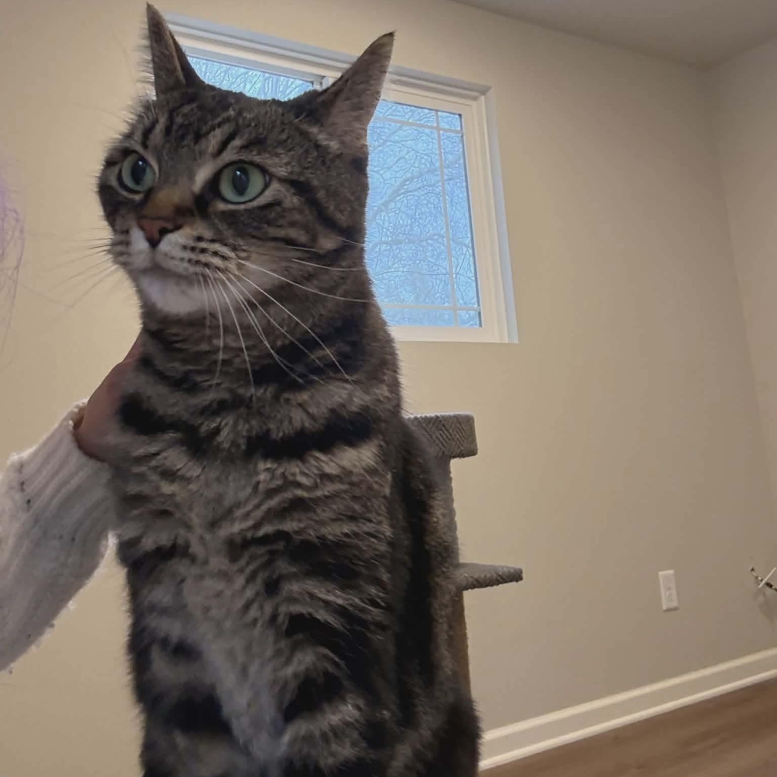 Pibbs - 20% off, a Adoptable mixed breed in Gladstone, OR image 2/6