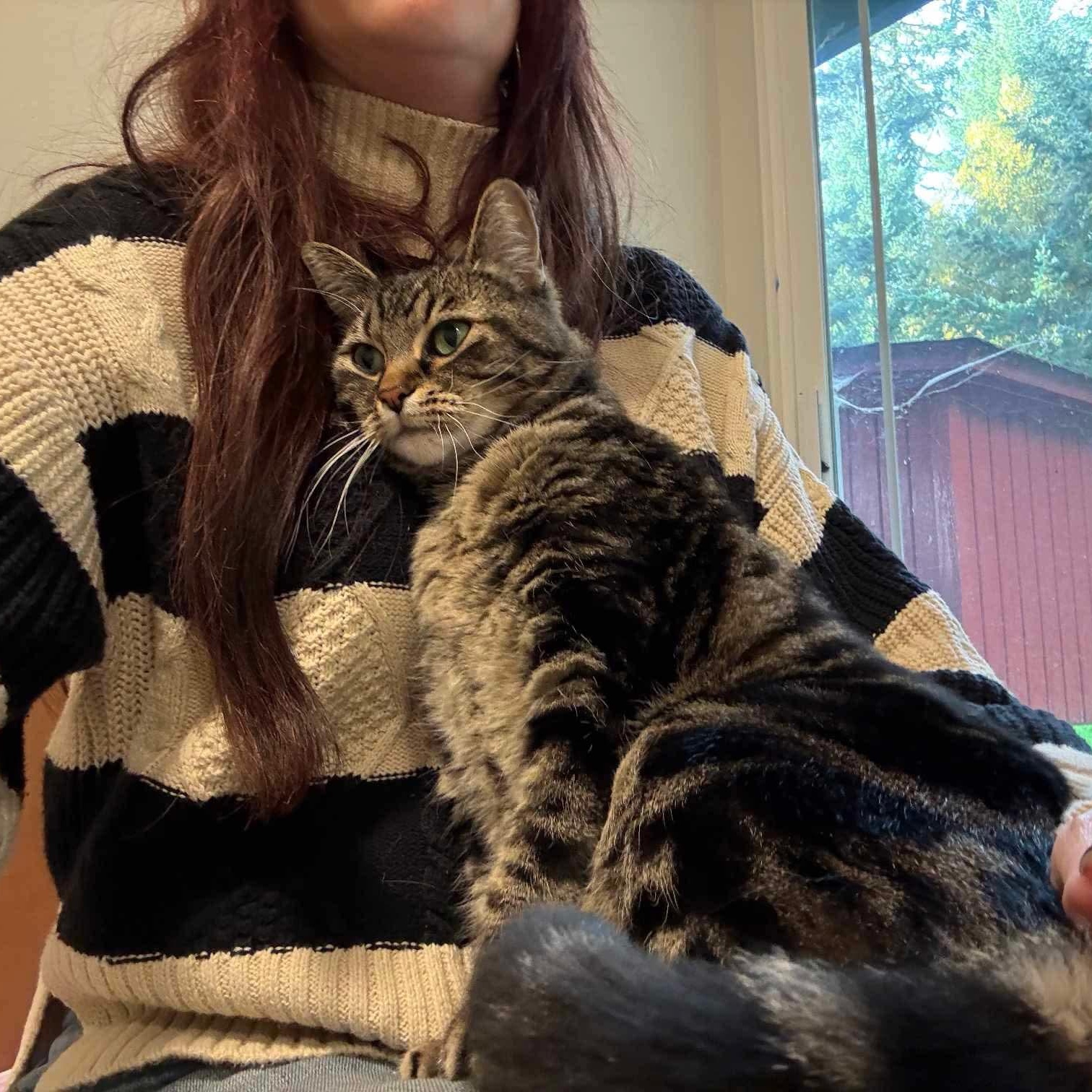 Pibbs - 20% off, a Adoptable mixed breed in Gladstone, OR image 5/6