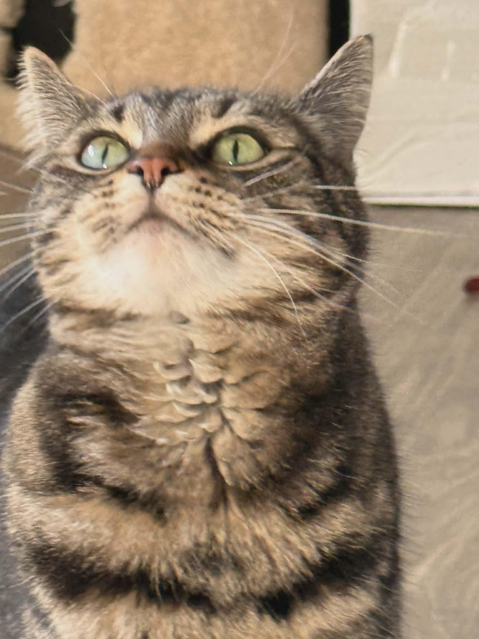 Enlarge Pibbs - 20% off, a Adoptable mixed breed in Gladstone, OR image 2/6