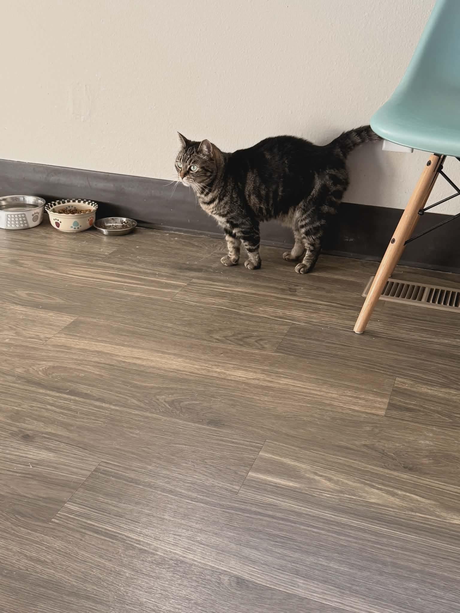 Enlarge Pibbs - 20% off, a Adoptable mixed breed in Gladstone, OR image 6/6