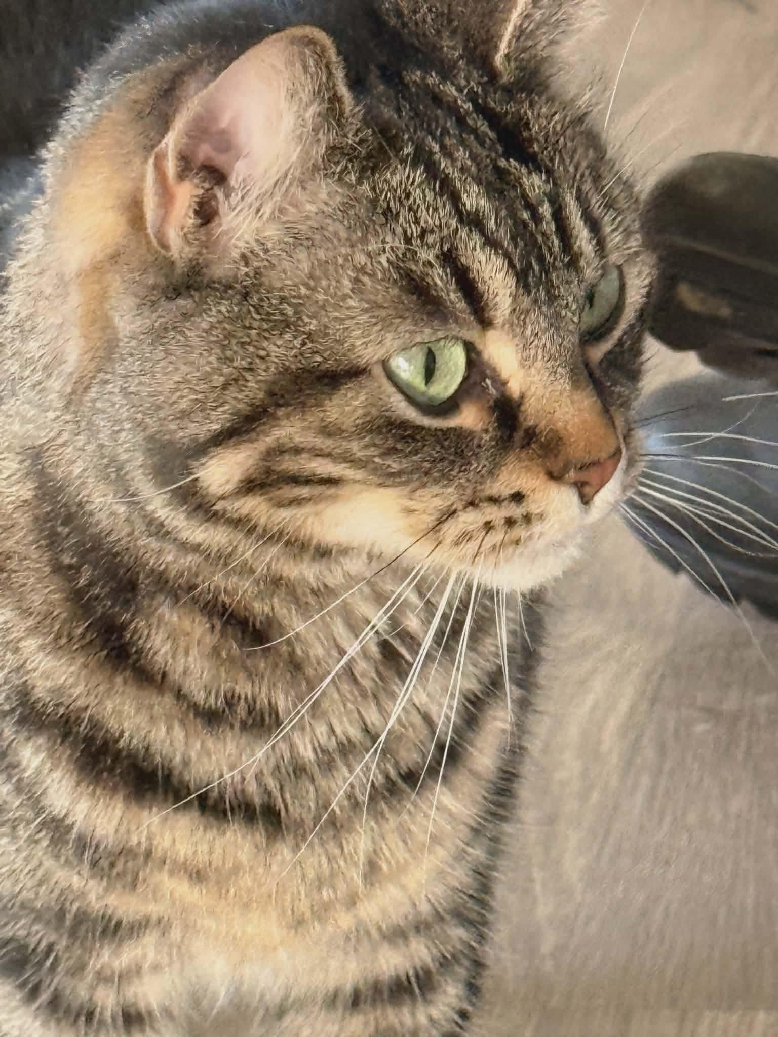 Enlarge Pibbs - 20% off, a Adoptable mixed breed in Gladstone, OR image 4/6