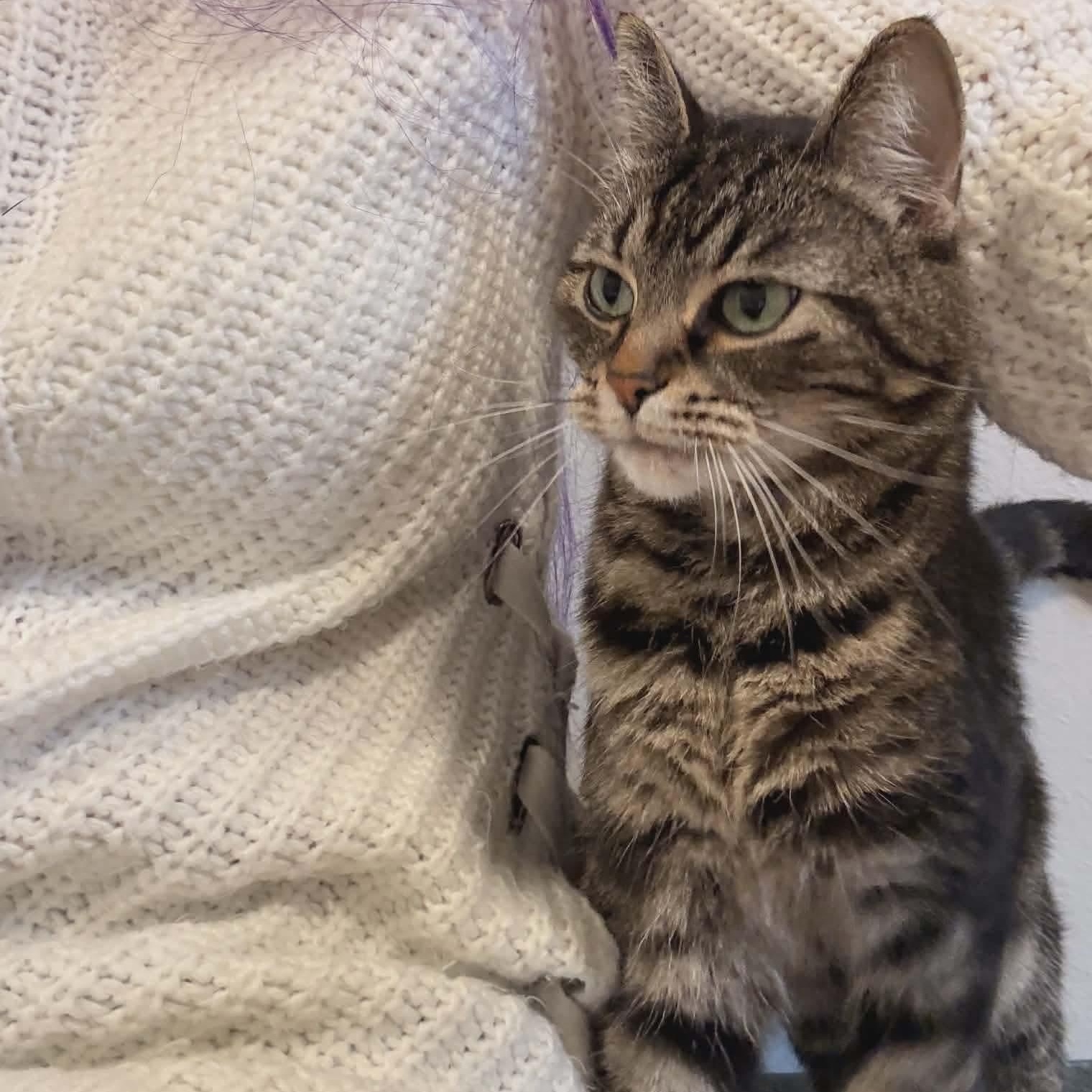 Pibbs - 20% off, a Adoptable mixed breed in Gladstone, OR image 3/6