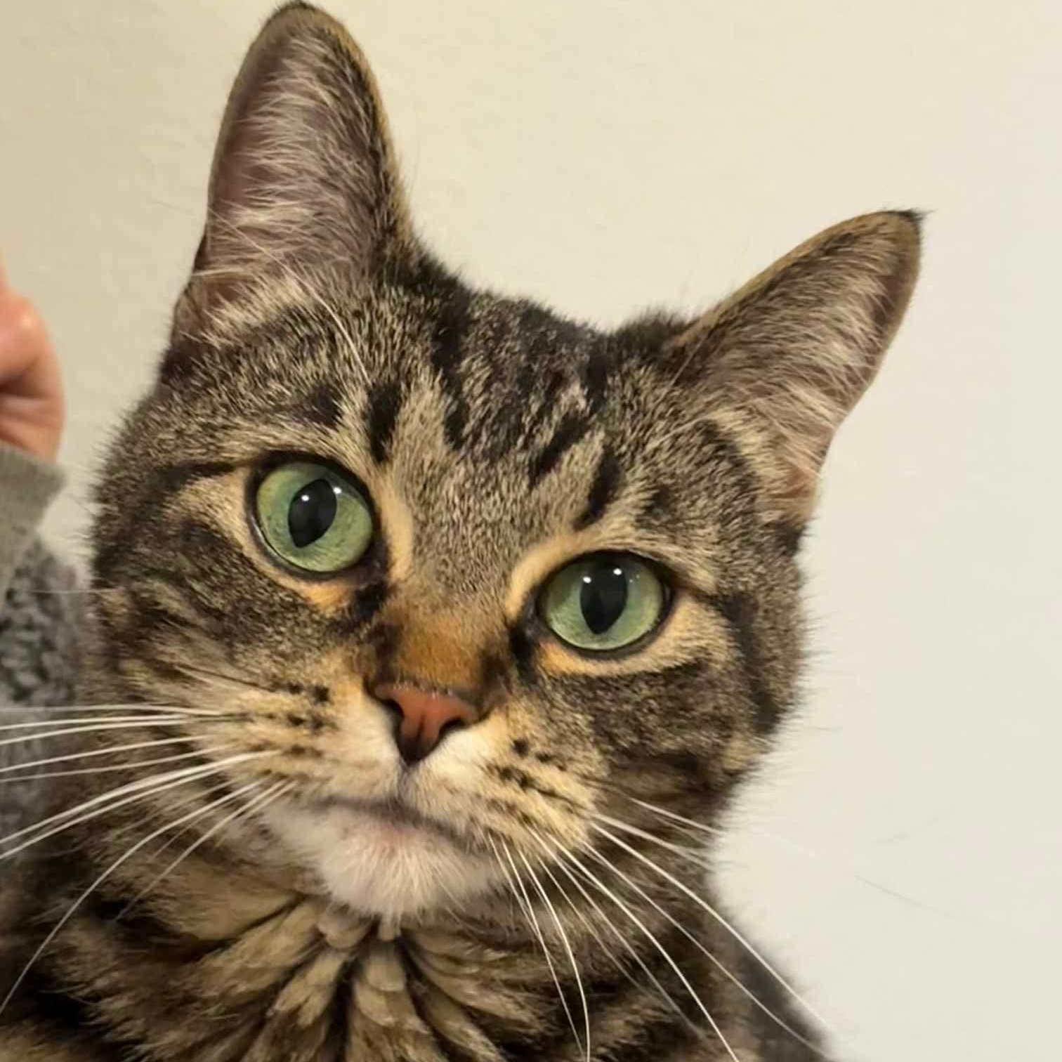 Pibbs - 20% off, Adoptable, Adult Female Domestic Short Hair & Tabby.