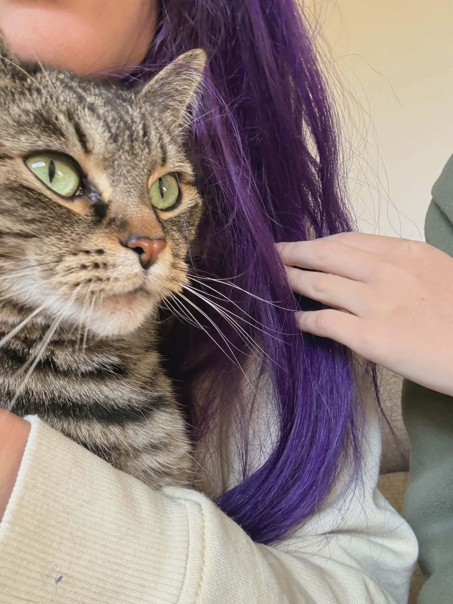 Enlarge Pibbs - 20% off, a Adoptable mixed breed in Gladstone, OR image 3/6