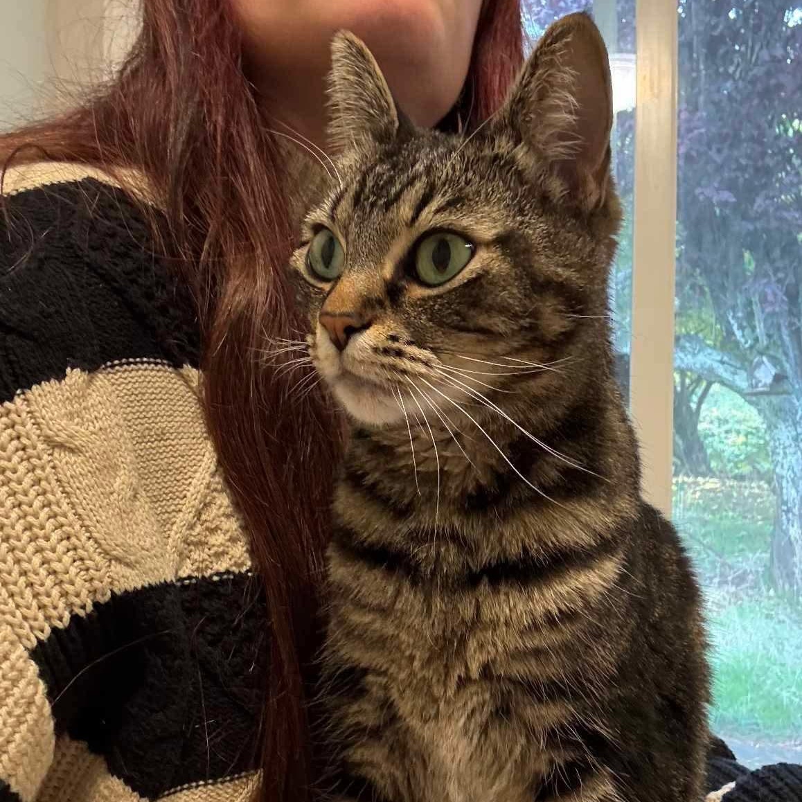 Pibbs - 20% off, a Adoptable mixed breed in Gladstone, OR image 6/6