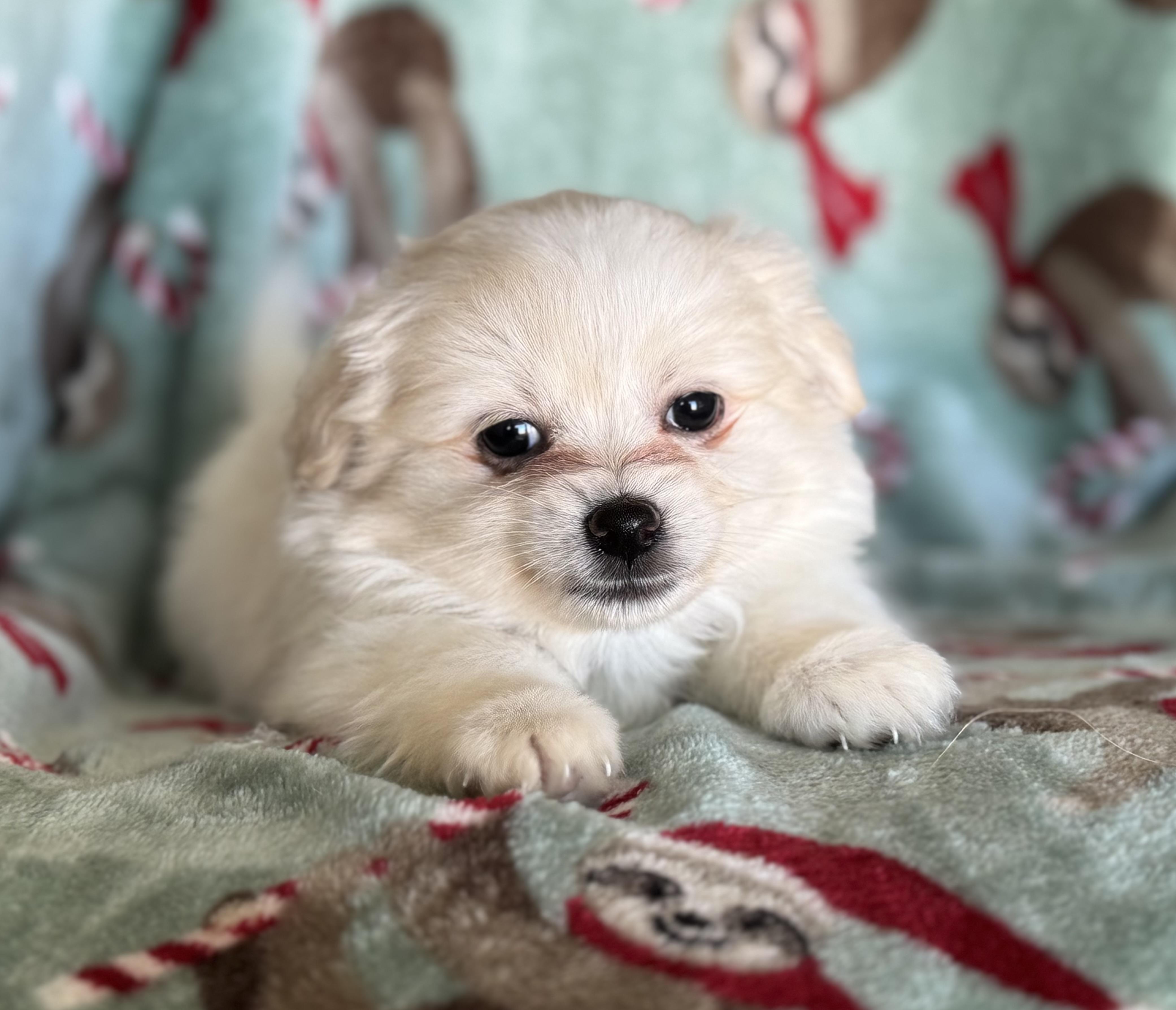 Shinook, an adopted mixed breed in ontario, CA image 4/6