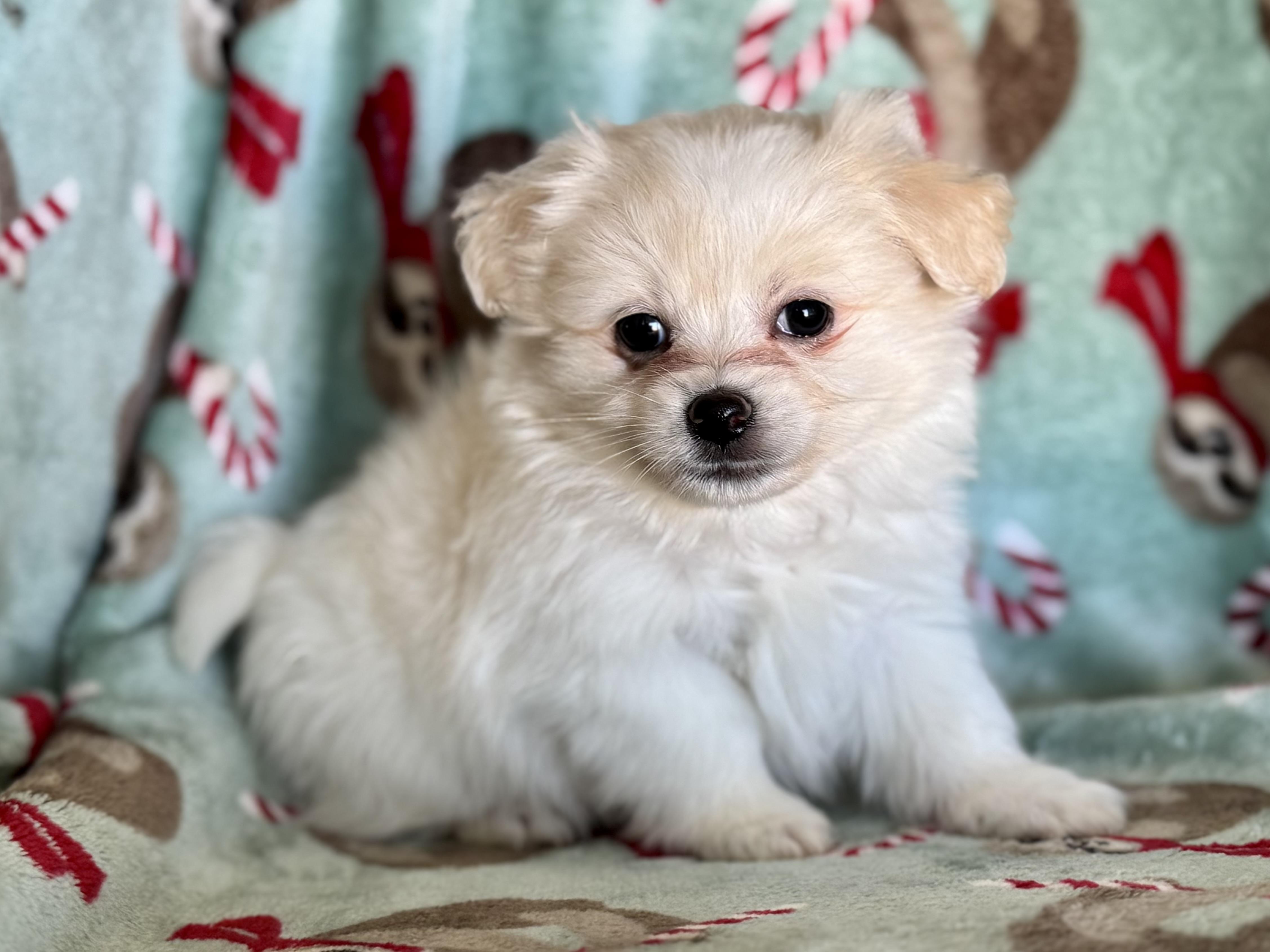 Shinook, an adopted mixed breed in ontario, CA image 6/6