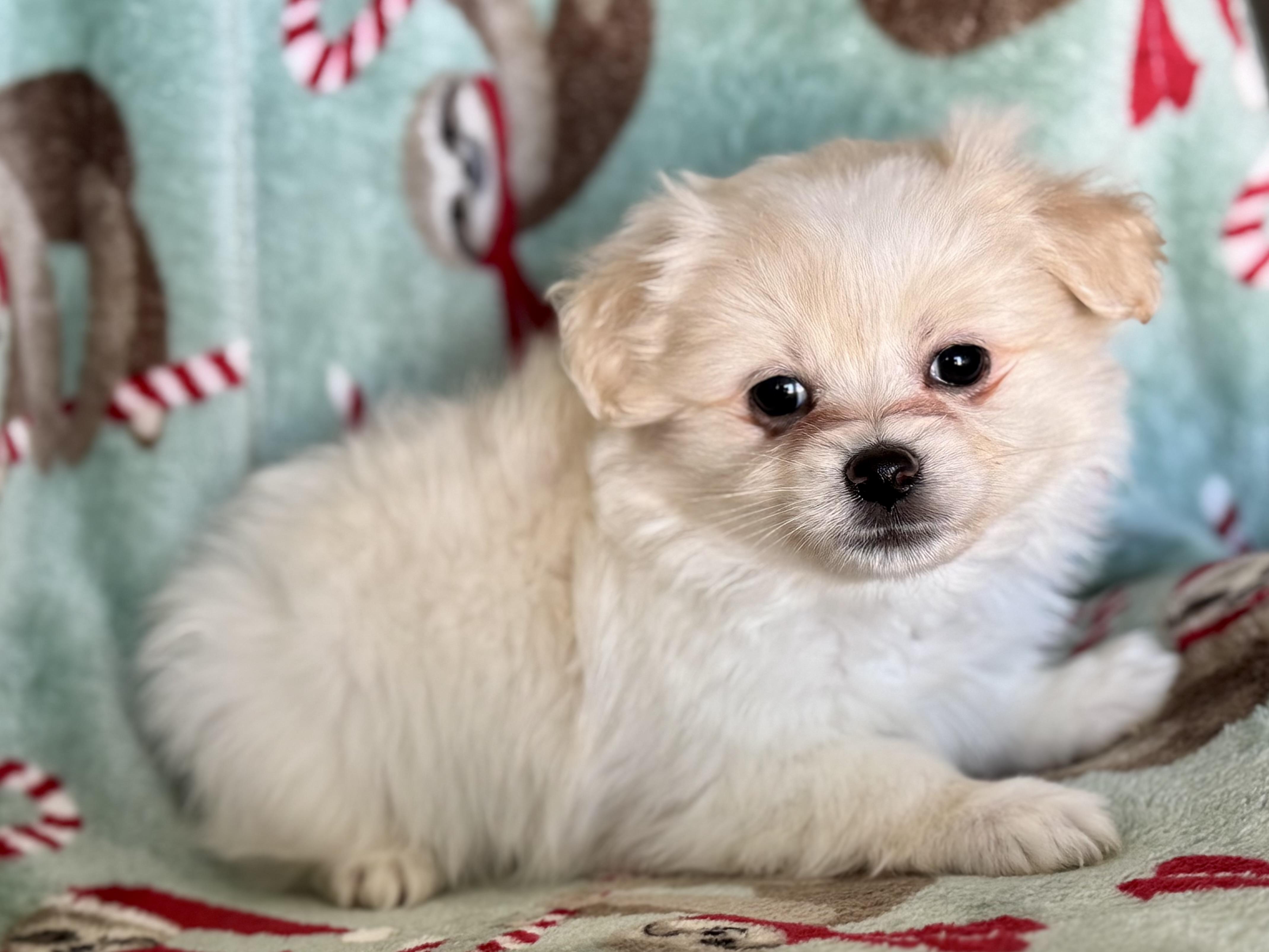 Shinook, adopted, Puppy Male Pomapoo & Pomeranian.